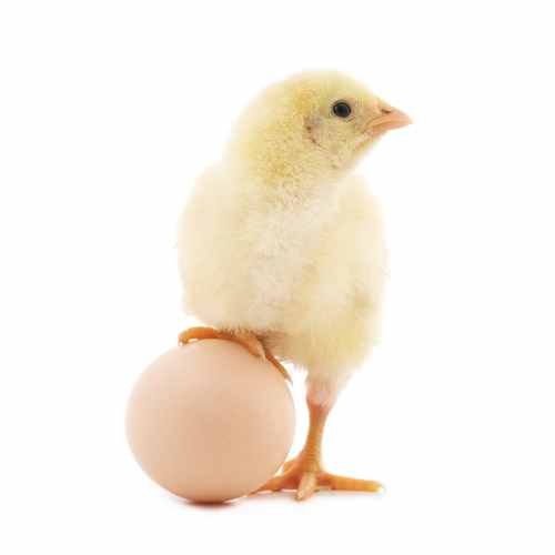 Chicken and Egg Dilemma