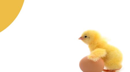 chicken and egg dilemma